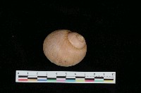 藏品(古色玉螺)的圖片